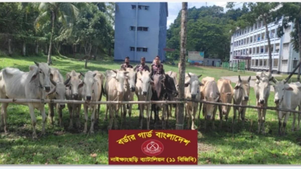 কক্সবাজারে বিজিবির অভিযানে ১৫টি গরু জব্দ