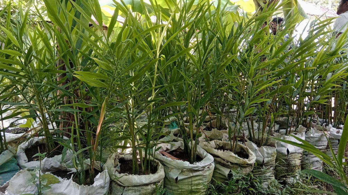 লাভে বাড়ছে বস্তায় আদা চাষ