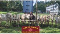 কক্সবাজারে বিজিবির অভিযানে ১৫টি গরু জব্দ