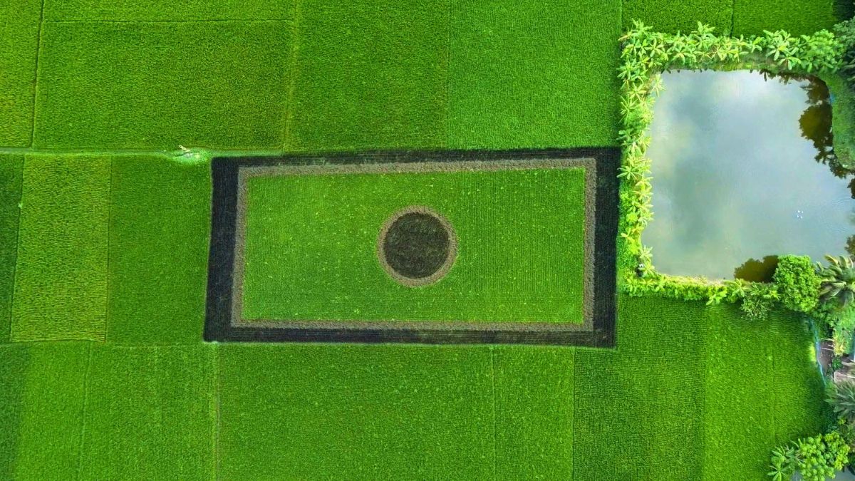 ধানের শীষে উড়ছে জাতীয় পতাকা