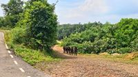 নাইক্ষ্যংছড়ি সীমান্তে স্থলমাইন বিস্ফোরণে বিজিবি সদস্য আহত
