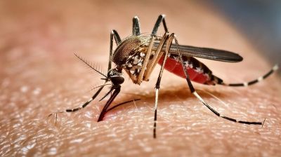 ডেঙ্গুতে ৫ জনের মৃত্যু, হাসপাতালে ৯৫৩