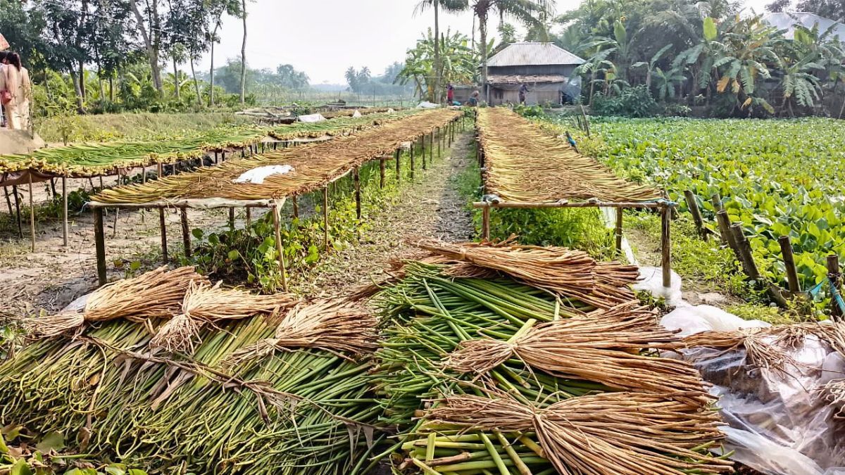 কোটালীপাড়ায় নিম্নবিত্তের আয়ের নতুন উৎস কচুরিপানা