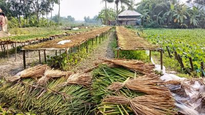 কোটালীপাড়ায় নিম্নবিত্তের আয়ের নতুন উৎস কচুরিপানা