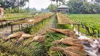 কোটালীপাড়ায় নিম্নবিত্তের আয়ের নতুন উৎস কচুরিপানা
