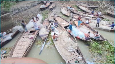 নিষেধাজ্ঞা শেষে চাঁদপুরের পদ্মা-মেঘনায় ইলিশ ধরার প্রস্তুতি
