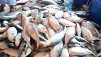 ভরা মৌসুমেও সরবরাহ কম, ইলিশ উৎপাদনে বড় ধস