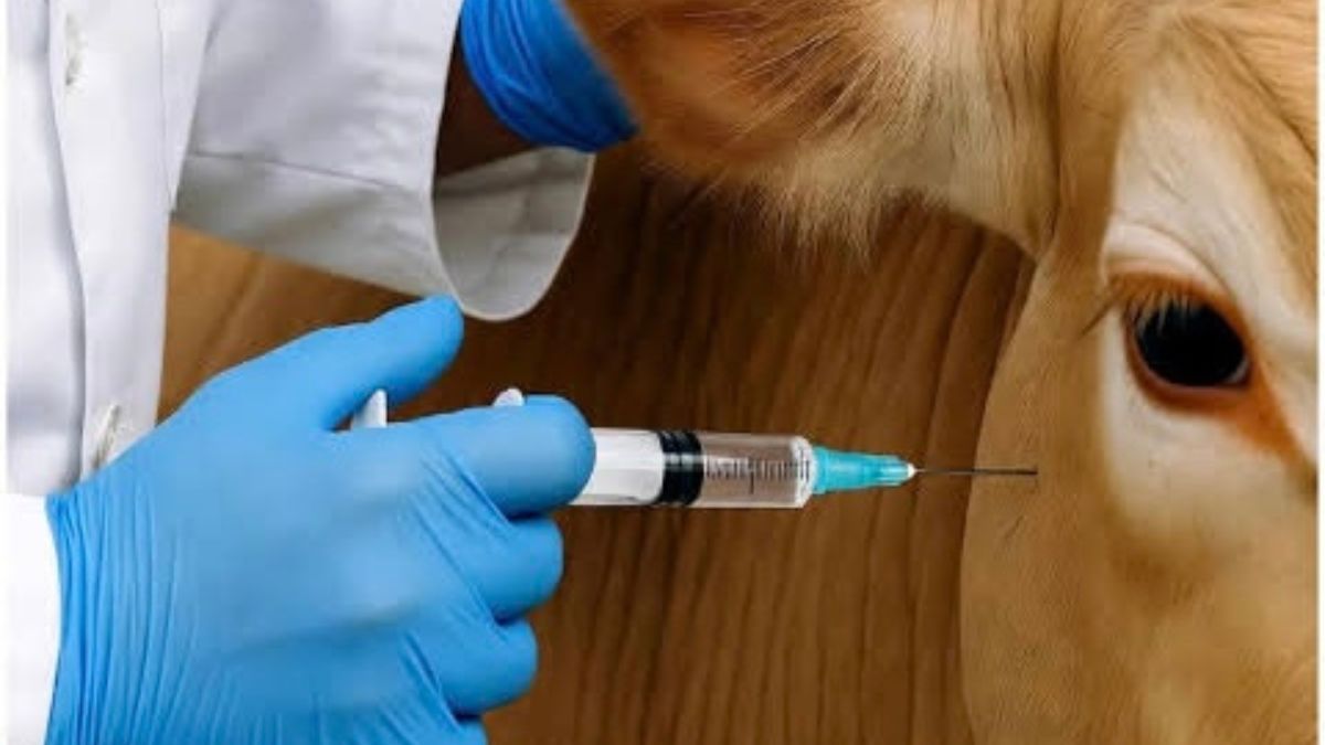 তড়কা টিকার নামে কর্মকর্তার নির্দেশে মাঠে চলছে দুর্নীতির ‘ইনজেকশন’