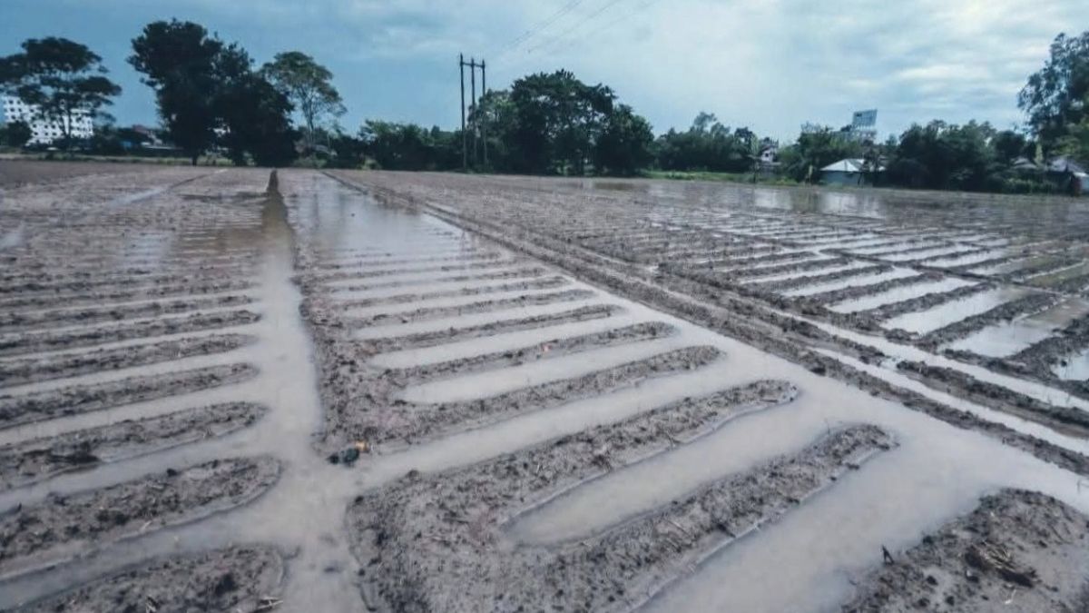 অসময়ের বৃষ্টিতে নওগাঁয় কৃষি বিপর্যয়, আলুতে ভয়াবহ পচন