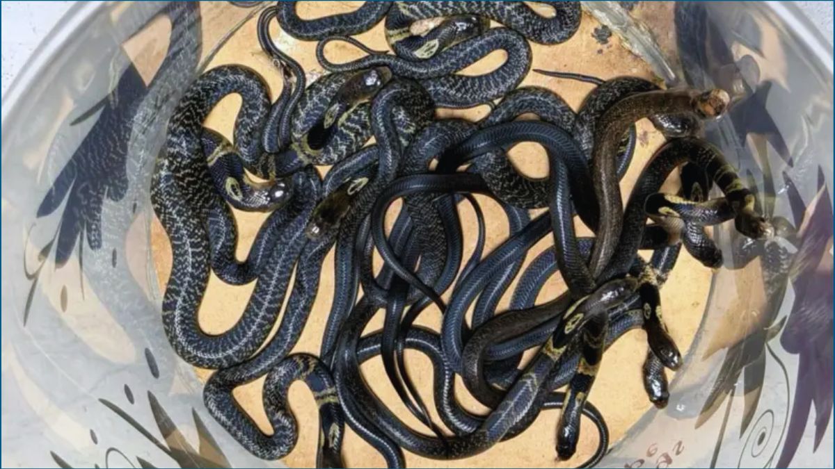 ঢাকায় বিষধর গোখরার দেখা মিলছে কেন?