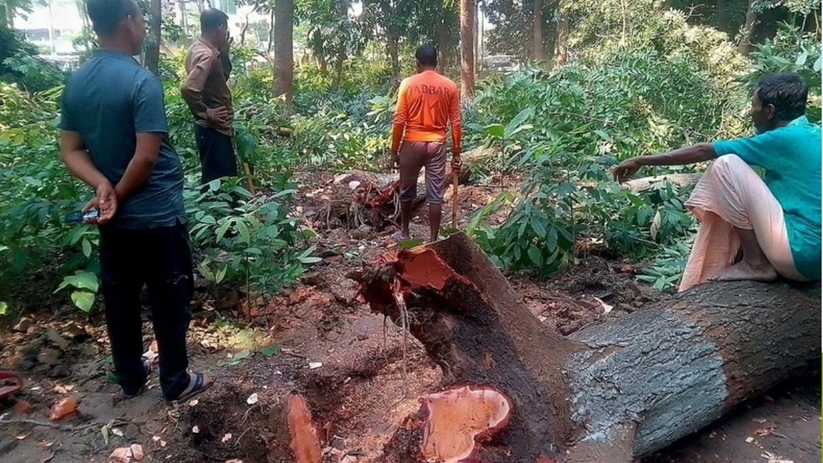 গাছকাটা নিয়ে মুখোমুখি সওজ ও গণপূর্ত