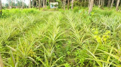 ফেনীতে এমডি-২ আনারস চাষে নতুন সাফল্য