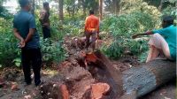 গাছকাটা নিয়ে মুখোমুখি সওজ ও গণপূর্ত