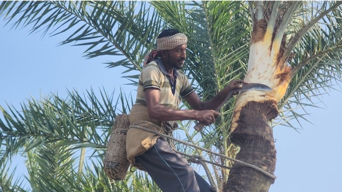 খেজুর গাছ পরিচর্যায় ব্যস্ত নড়াইলের গাছিরা