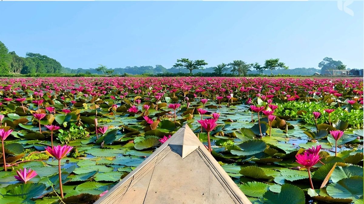 শীতে জনপ্রিয়তা ছড়াচ্ছে উখিয়ার শাপলা বিল