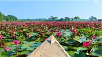 শীতে জনপ্রিয়তা ছড়াচ্ছে উখিয়ার শাপলা বিল