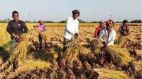 নওগাঁর ‘শস্যভাণ্ডারে’ দ্বিমুখী চাপে কৃষক!