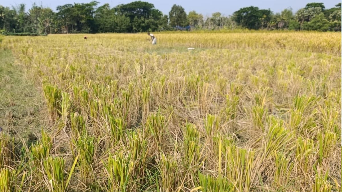 রাতের আঁধারে পাকা ধান কেটে নিয়ে গেল দুর্বৃত্তরা