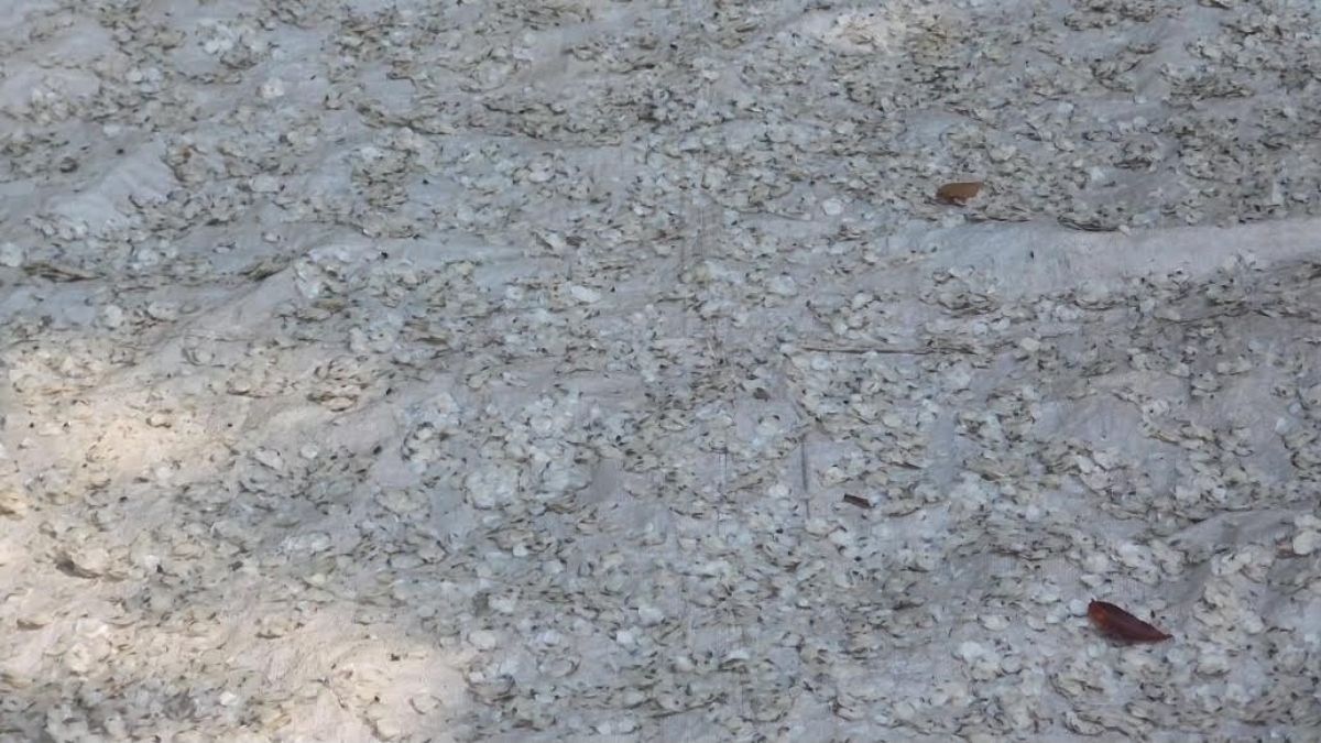 মাছের আঁশে স্বপ্ন বুনছে নড়াইলের নারীরা