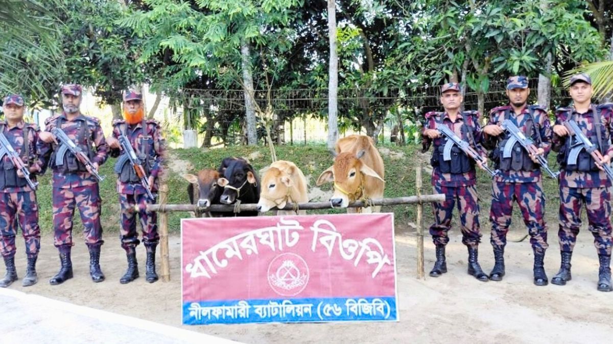 পঞ্চগড় সীমান্তে ৪ লাখ টাকার ভারতীয় গরু জব্দ