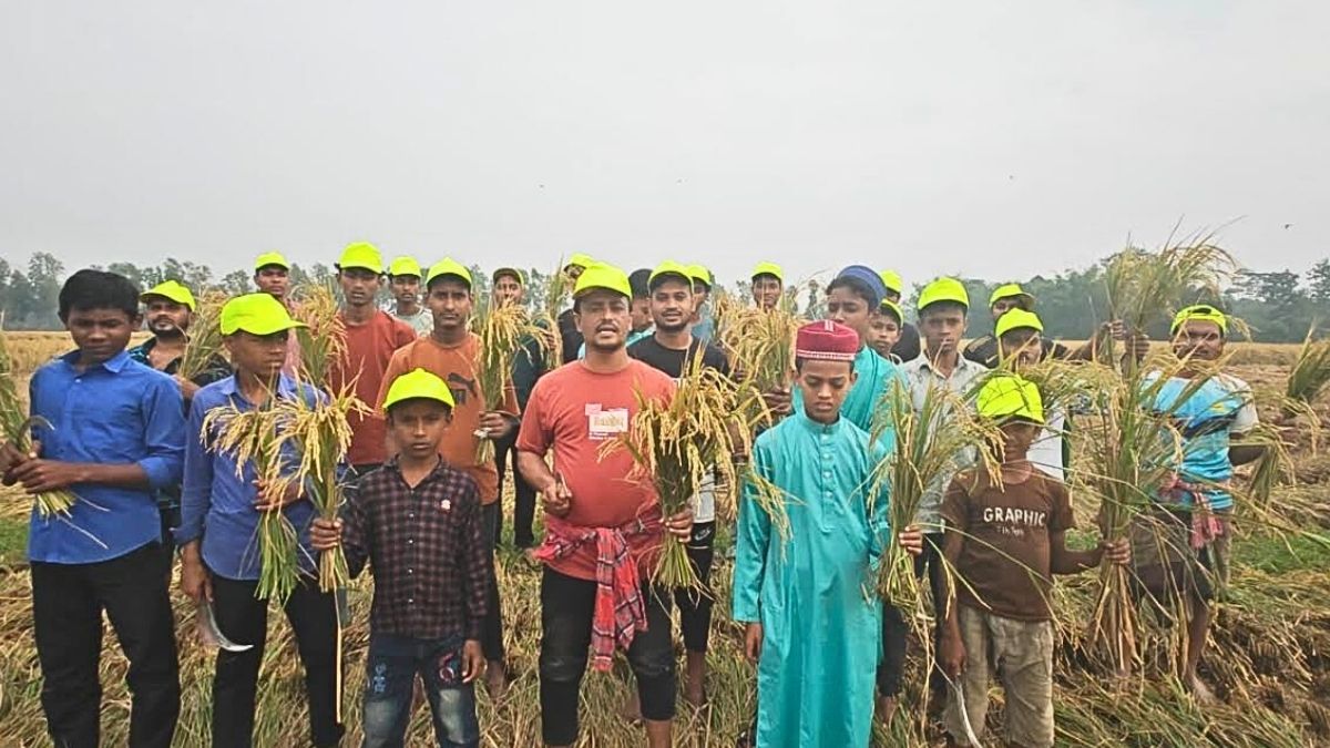 ফেনীতে অসুস্থ কৃষকের জমির ধান কেটে দিল ছাত্রদল