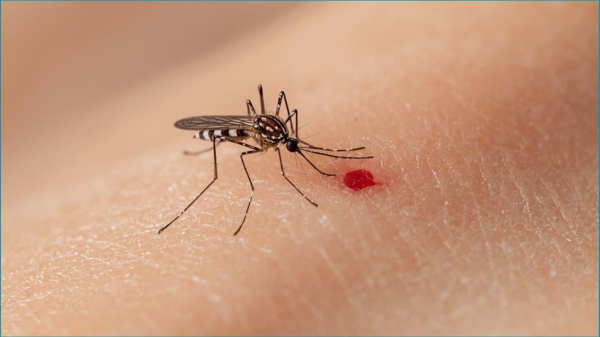 ডেঙ্গুতে আরও ৩ জনের মৃত্যু, হাসপাতালে ৫৬৫