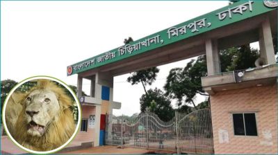 চিড়িয়াখানায় খাঁচা থেকে বেরিয়ে গেছে সিংহ, নিয়ন্ত্রণের চেষ্টা