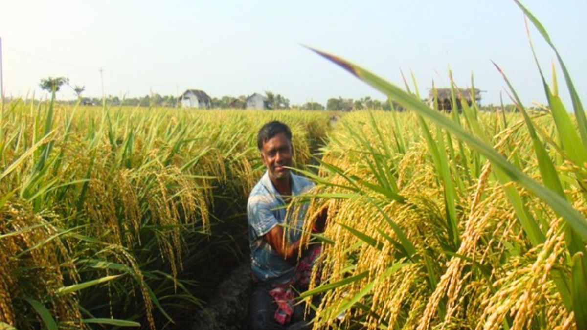 বোরো মৌসুমে লবণ–পানি সংকট : আশার আলো দেখাচ্ছে বিনা ধান–১০