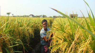 বোরো মৌসুমে লবণ–পানি সংকট : আশার আলো দেখাচ্ছে বিনা ধান–১০