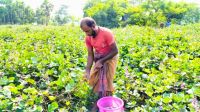 চরফ্যাসনে আগাম শিম চাষে স্বর্জন পদ্ধতির জনপ্রিয়তা বাড়ছে