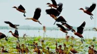 নওগাঁর সাপাহারে জবই বিলে অতিথি পাখির কলকাকলি