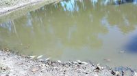 দিনাজপুরে পুকুরে গ্যাস ট্যাবলেট প্রয়োগে মাছ নিধনের অভিযোগ