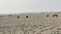 তরমুজ চাষের ‘আতুড়ঘর’ চরফ্যাশন, ব্যস্ত সময় পার করছেন কৃষকরা