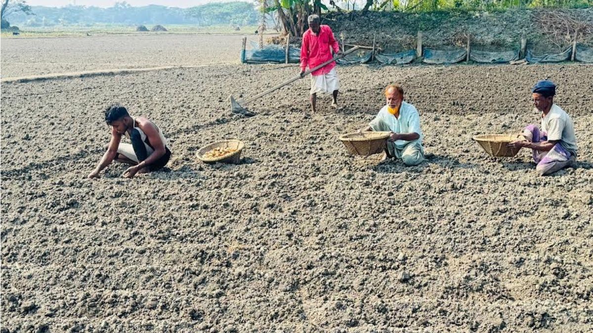 চাঁদপুরে আলু বপনে ব্যস্ততা, লক্ষ্যমাত্রা ৭ হাজার হেক্টর