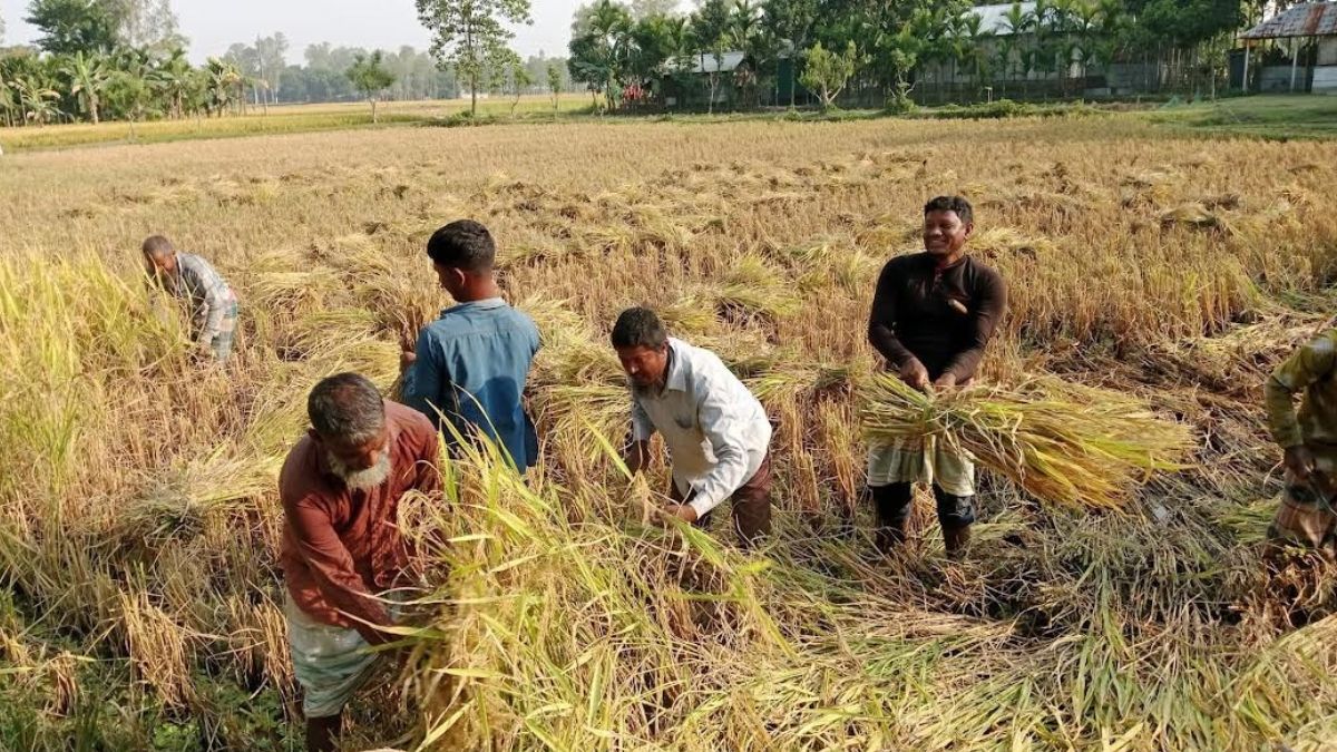 এবার নীলফামারীতে লক্ষ্যমাত্রার চেয়ে ৫ হেক্টর জমির ফসল কমেছে