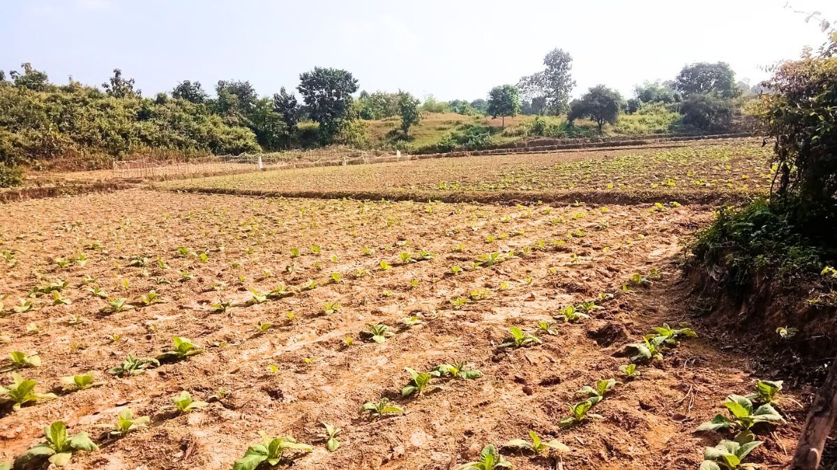 রামুতে লাভের লোভে ‘বিষবৃক্ষ’ চাষ বেড়ে দ্বিগুণ