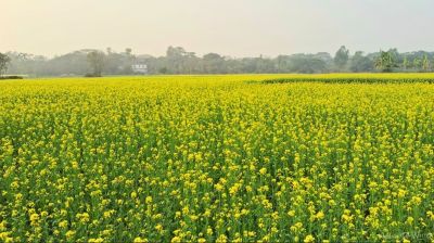 মুন্সীগঞ্জে সরিষা আবাদে রেকর্ড, হলুদে ছেয়ে গেছে মাঠ
