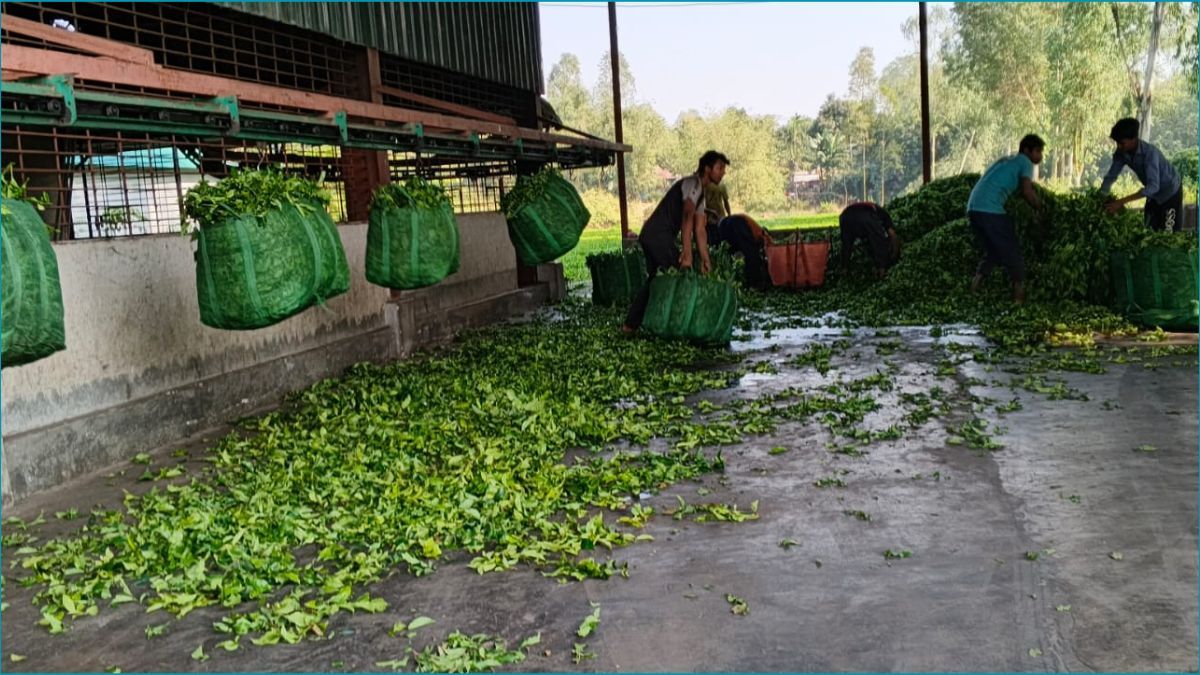 উত্তরাঞ্চলের চা কারখানাগুলো বন্ধ থাকবে দুই মাস