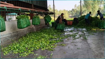 উত্তরাঞ্চলের চা কারখানাগুলো বন্ধ থাকবে দুই মাস