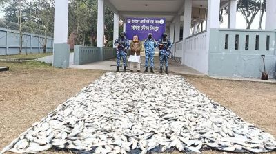 চাঁদপুরে পিকআপ ভ্যান থেকে ৩৭মণ জাটকা জব্দ