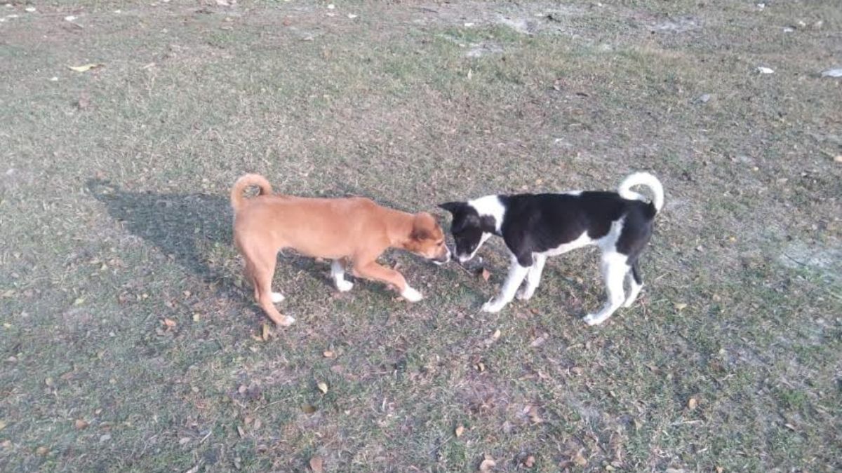 লালমোহনে কুকুরের উপদ্রব, জলাতঙ্ক ভ্যাকসিনের অভাব