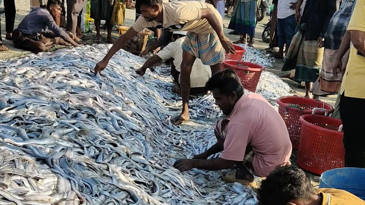 টেকনাফে ধরা পড়ল ৩০ লাখ টাকার ছুরি মাছ