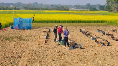 মৌমাছি পালনে বাড়তি লাভ, সরিষার ফলনেও ইতিবাচক প্রভাব