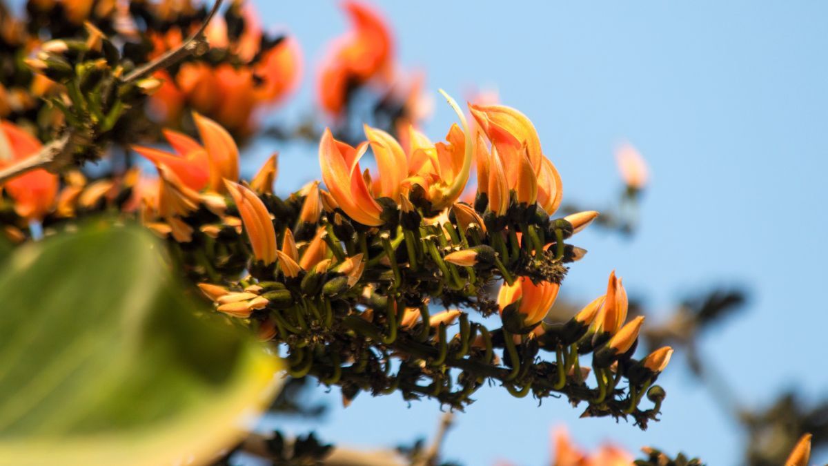 ফরিদপুর প্রেসক্লাবের সামনে বসন্তের রঙে রাঙা পলাশ
