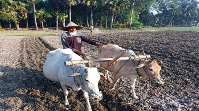 যান্ত্রিকতার ছোঁয়ায় কৃষিতে ঐতিহ্য  হারাচ্ছে গরুর হালচাষ