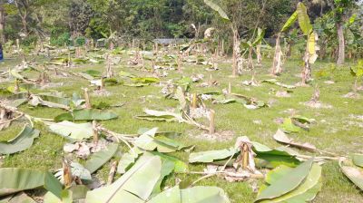 কলাগাছের সঙ্গে এ  কেমন শত্রুতা