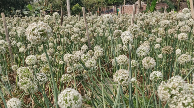 হিলিতে তাহেরপুরী পেঁয়াজ বীজ   চাষে বাম্পার ফলনের আশা