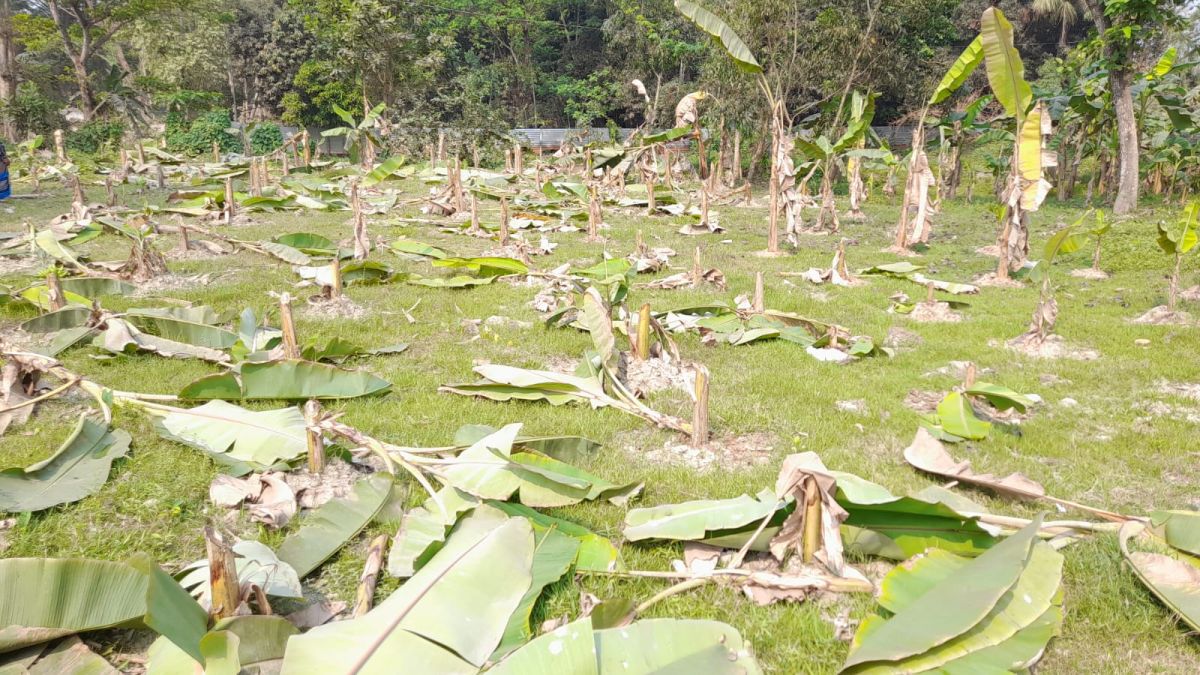 কলাগাছের সঙ্গে এ  কেমন শত্রুতা