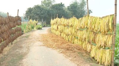 তামাকে বাস্তবসম্মত করনীতি জরুরি: পিআরআই