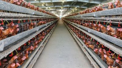 শিল্পপতিদের চাপে যুক্তরাজ্যে বাড়ছে ‘মেগা ফার্ম’